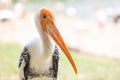 Painted stork with Heavy Yellow Beak Royalty Free Stock Photo