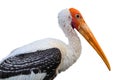 Painted Stork isolated Royalty Free Stock Photo