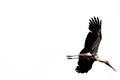 Painted Stork isolated Royalty Free Stock Photo