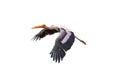 Painted Stork isolated on white background Royalty Free Stock Photo