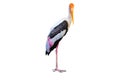 Painted Stork isolated Royalty Free Stock Photo