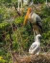 Painted stork with its juvenile on the nest made with branches Royalty Free Stock Photo