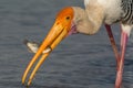 Painted Stork with its kill. Royalty Free Stock Photo