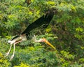 A Painted Stork with its wings open flying