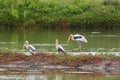 Painted stork large wader birds with yellow beak pink legs resting in wetland, Thailand, tropical Asia Royalty Free Stock Photo