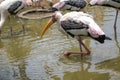 Painted stork-The painted stork is a large wader in the stork family. It is found in the wetlands of the plains