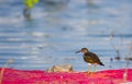 Pond heron near the water lake in its natural environment