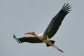 Painted Stork Royalty Free Stock Photo