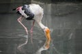 Painted stork (Mycteria leucocephala) birds in the Kolkata Zoological Garden, Alipore Zoo. Royalty Free Stock Photo