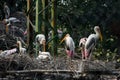 Painted stork (Mycteria leucocephala) birds in the Kolkata Zoological Garden, Alipore Zoo. Royalty Free Stock Photo