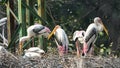 Painted stork (Mycteria leucocephala) birds in the Kolkata Zoological Garden, Alipore Zoo. Royalty Free Stock Photo