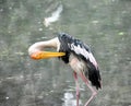 Painted stork (Mycteria leucocephala) birds in the Kolkata Zoological Garden, Alipore Zoo. Royalty Free Stock Photo