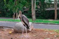 Painted Stork looking at camera Royalty Free Stock Photo