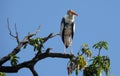 The Painted Stork (Mycteria leucocephala)