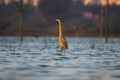 Painted stork Mycteria leucocephala in Ameenpur lake Hyderabad India