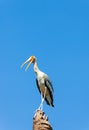 The Painted Stork (Mycteria leucocephala ) bird act for camera Royalty Free Stock Photo