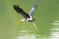The Painted Stork (Mycteria leucocephala ) bird flying Royalty Free Stock Photo