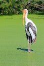 Painted Stork (Mycteria leucocephala) bird standing in green na Royalty Free Stock Photo