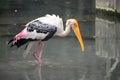 Painted stork (Mycteria leucocephala) birds in the Kolkata Zoological Garden, Alipore Zoo. Royalty Free Stock Photo