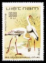 Painted Stork (Mycteria leucocephala), Birds serie, circa 1983