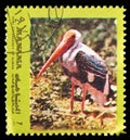 Painted Stork (Mycteria leucocephala), Birds, yellow frame serie, circa 1972