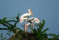 Painted Stork (Mycteria leucocephala) Royalty Free Stock Photo