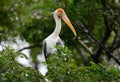 Painted Stork Mycteria leucocephala Royalty Free Stock Photo