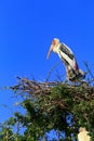 Painted stork Mycteria leucocephala brid standing on bird nest against clear blue sky Royalty Free Stock Photo