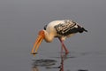 Painted Stork or  Mycteria leucocephala with fish Royalty Free Stock Photo