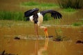 The painted stork Mycteria leucocephala fishing in muddy water with stretched wings Royalty Free Stock Photo