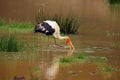 The painted stork Mycteria leucocephala fishing in the rain in cloudy water in a small lagoon. A large colorful Asian stork with Royalty Free Stock Photo