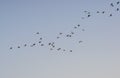 Painted Stork Mycteria leucocephala Flock in the Sky Royalty Free Stock Photo