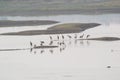 Painted Storks Flock at the Wetland