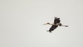 Painted Stork In Flight On Dull Weather Royalty Free Stock Photo