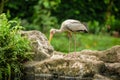 The painted stork Mycteria leucocephala has a yellow beak and long legs, standing on a rock and looking in the swamp for fish fo Royalty Free Stock Photo