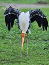 The painted stork Mycteria leucocephala is a large wader in the sto Royalty Free Stock Photo