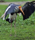 The painted stork Mycteria leucocephala is a large wader in the sto Royalty Free Stock Photo