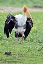 The painted stork Mycteria leucocephala is a large wader in the sto