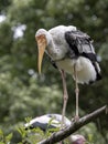 Painted Stork, Mycteria leucocephala, standing on a tree in branches Royalty Free Stock Photo