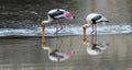 The Painted Stork or Mycteria leucocephala in a wetland park