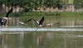 The Painted Stork or Mycteria leucocephala in a wetland park