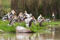 The Painted Stork or Mycteria leucocephala in a wetland park Royalty Free Stock Photo