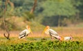 Painted Stork pair with beautiful pose