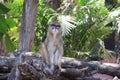 Patas monkey