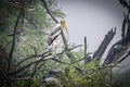 Painted Stork perched on a branch of a tree.