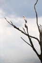 Painted stork perched on a tree and preening at Masai mara