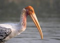 Painted stork portrait at the Bhigwan bird sanctuary Royalty Free Stock Photo