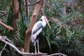 Painted stork portrait in zoo