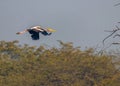 A painted stork in sky Royalty Free Stock Photo