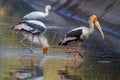 Painted stork and spoonbill fishing Royalty Free Stock Photo